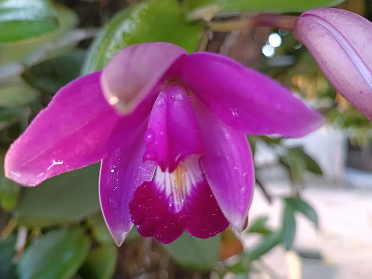 Una orquídea fucsia con gotas de lluvia