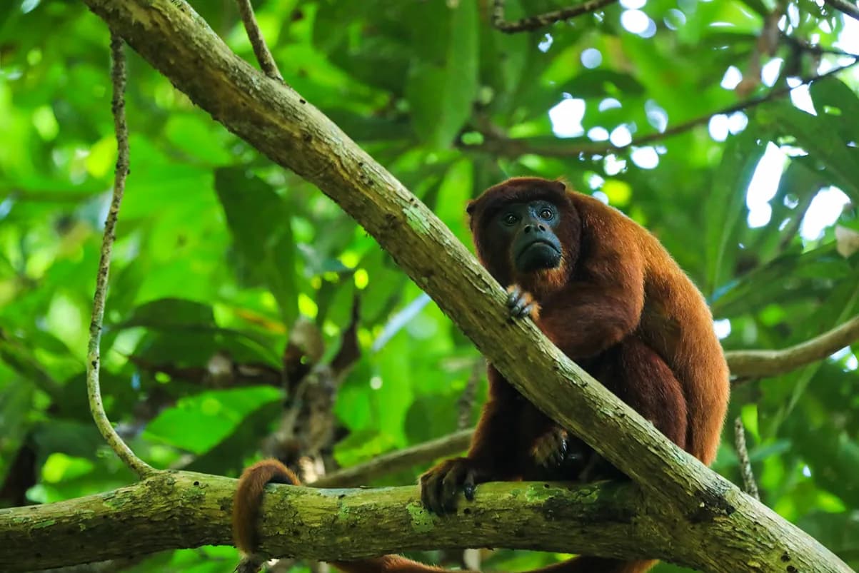 Un mono coto rojo descansa en la rama de un árbol del bosque