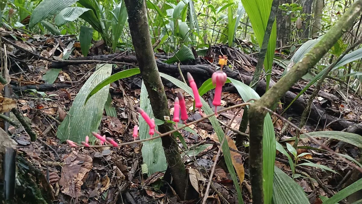 Flores rosadas en el suelo del bosque, entre hojarasca y palmas