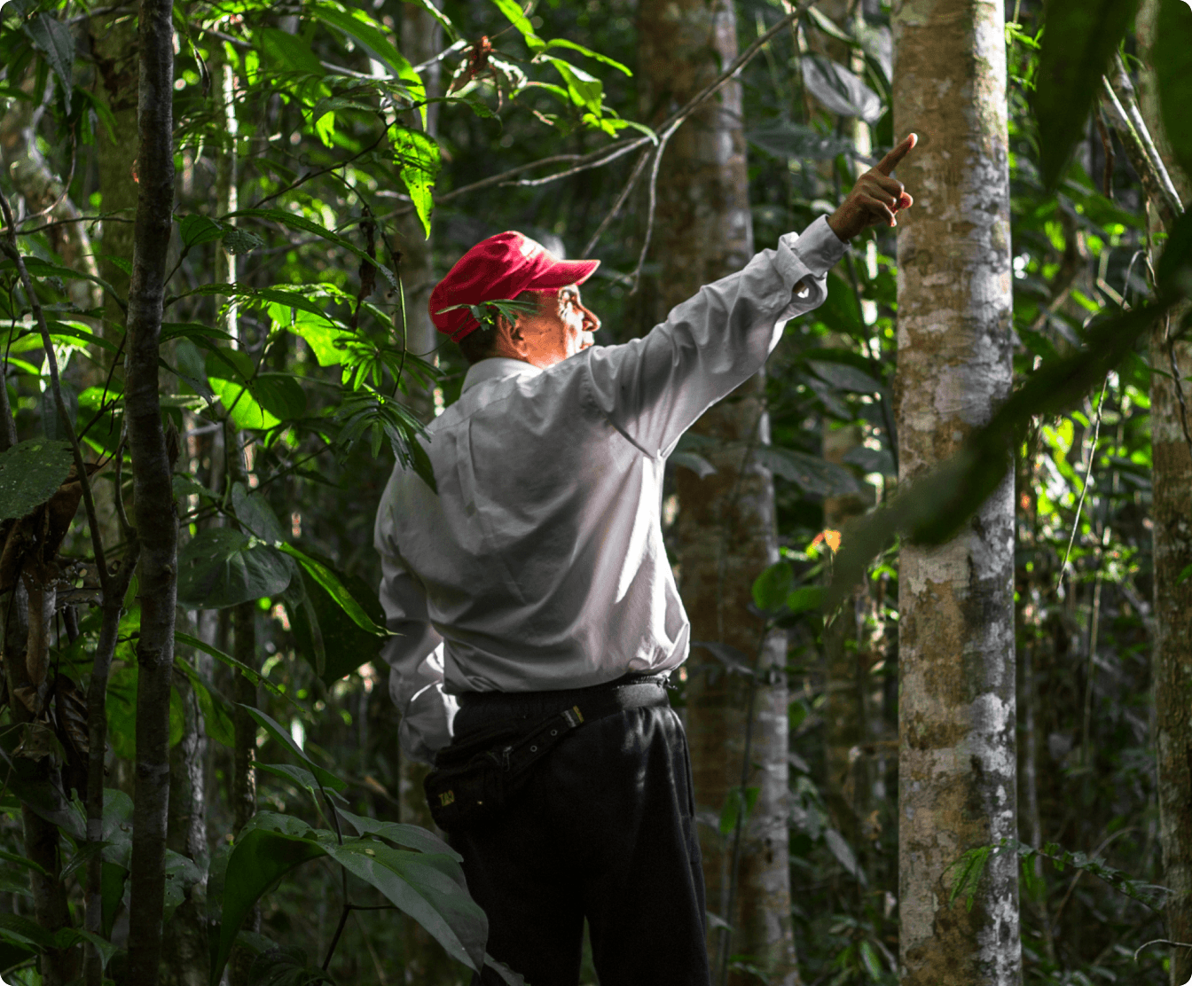 Integrante de la red señala la copa de un árbol en el bosque